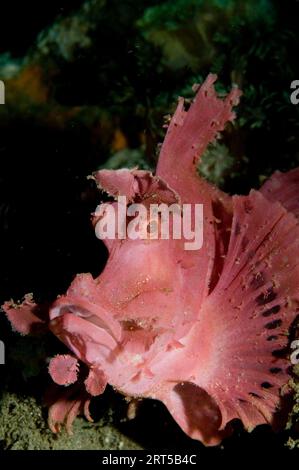 Scorpionfish, Rhinopias eschmeyeri, site de plongée d'Aer Perang, détroit de Lembeh, Sulawesi, Indonésie Banque D'Images