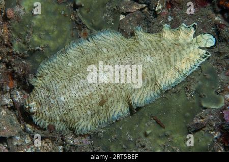 Semelle baguée, Soleichthys heterorhinos, plongée de nuit, site de plongée de Nudi Falls, détroit de Lembeh, Sulawesi, Indonésie Banque D'Images