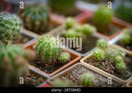 Petite plante de cactus en pots. Jardinage vertical pour cactus et plantes du désert dans les pots. Banque D'Images