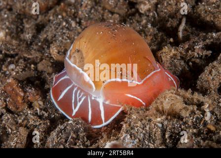 Moon Snail, Naticarius orientalis, site de plongée Nudi Falls, détroit de Lembeh, Sulawesi, Indonésie, Océan Pacifique Banque D'Images