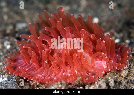 Red Disc Coral, Fungia sp, avec polypes sur sable noir, site de plongée Nudi Retreat, détroit de Lembeh, Sulawesi, Indonésie Banque D'Images