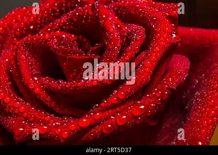 gouttes d'eau sur rose rouge en gros plan Banque D'Images