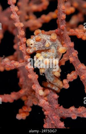 Pygmy Seahorse, Hippocampus bargibanti, sur l'éventail de la mer, site de plongée Makewide, détroit de Lembeh, Sulawesi, Indonésie Banque D'Images