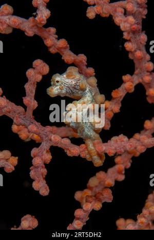 Pygmy Seahorse, Hippocampus bargibanti, sur l'éventail de la mer, site de plongée Makewide, détroit de Lembeh, Sulawesi, Indonésie Banque D'Images