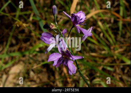 Un bouquet de jolies Lillies au chocolat (Arthropodium strictum) a attiré mon attention lors d’une promenade dans la réserve florale de Hochkins Ridge à Croydon North, Victoria. Banque D'Images