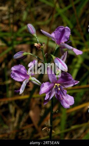 Un bouquet de jolies Lillies au chocolat (Arthropodium strictum) a attiré mon attention lors d’une promenade dans la réserve florale de Hochkins Ridge à Croydon North, Victoria. Banque D'Images