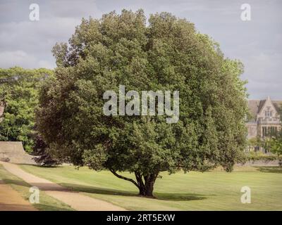 Solitaire rond couronné Holm Oak Quercus ilex sur une pelouse tondue avec une maison et des nuages lumineux en arrière-plan Banque D'Images