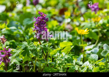 Corydalis. Corydalis solida. Fleur violette forêt floraison au printemps. La première fleur de printemps, violette. Corydalis sauvage dans la nature. Banque D'Images