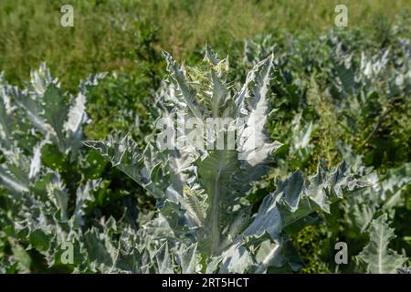 Onopordum acanthium est en début de floraison en juin. Onopordum acanthium, chardon cotonnier, écossais ou chardon écossais, est une plante à fleurs de la famille AST Banque D'Images