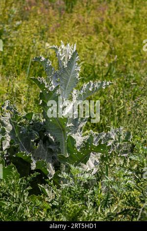 Onopordum acanthium est en début de floraison en juin. Onopordum acanthium, chardon cotonnier, écossais ou chardon écossais, est une plante à fleurs de la famille AST Banque D'Images