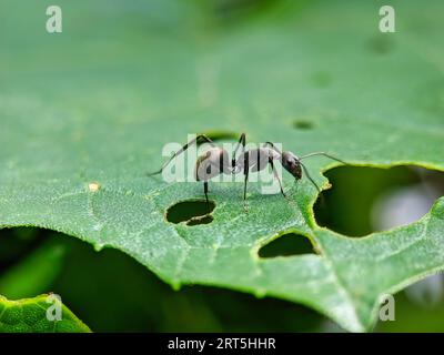 Fourmis de charpentier noir sur feuille. Fourmis noires sur une feuille verte, gros plan de la fourmi noire sur la feuille verte à Forrest. Rencontres des fourmis sur l'herbe, Camponotus Japon Banque D'Images