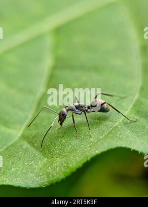 Fourmis de charpentier noir sur feuille. Fourmis noires sur feuille verte, gros plan de la fourmi noire sur feuille verte dans Forrest. Rencontres des fourmis sur l'herbe, Camponotus Japon Banque D'Images