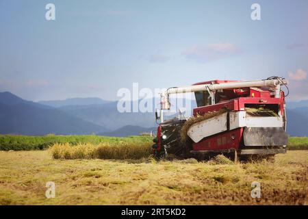 Paysage d'automne où le riz et les céréales portent des fruits et les agriculteurs récoltent le riz avec des moissonneuses-batteuses et des machines agricoles. Banque D'Images