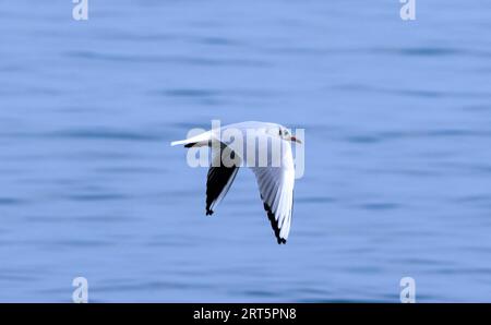 L'éclipse ou plumage non reproductif de la Mouette à tête noire se développe à la fin de l'été et dure tout au long de l'hiver. Beaucoup se reproduisent sur les voies navigables intérieures. Banque D'Images