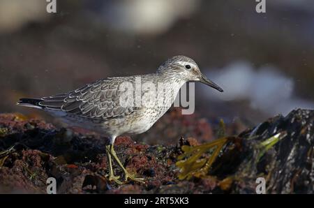 Noeud rouge, Calidris canutus, sur la plage Banque D'Images