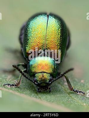 Vue frontale de la femelle Green Dock Beetle (Gastrophysa viridula) au repos sur la feuille de dock. Tipperary, Irlande Banque D'Images