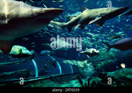 Requins en Australie Banque D'Images