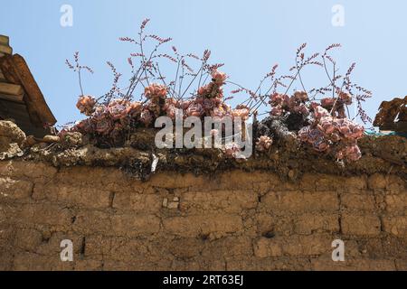 Vieille façade en brique d'adobe avec des plantes indigènes à la lumière du soleil dans les andes Banque D'Images