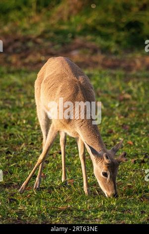 Belle vue à pampas cerfs sur les champs d'herbe dans le Miranda Pantanal Banque D'Images
