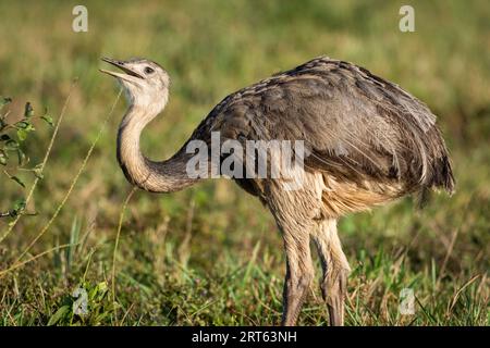 Belle vue sur le grand oiseau Rhea dans le Miranda Pantanal Banque D'Images