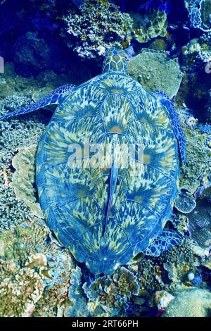 Tortue de mer endormie avec une remora au milieu de la coquille Banque D'Images