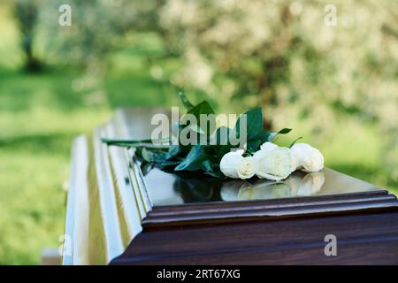 Focus sur bouquet de plusieurs roses blanches fraîches couchées sur le dessus du couvercle fermé du cercueil en bois debout devant la caméra au cimetière moderne Banque D'Images