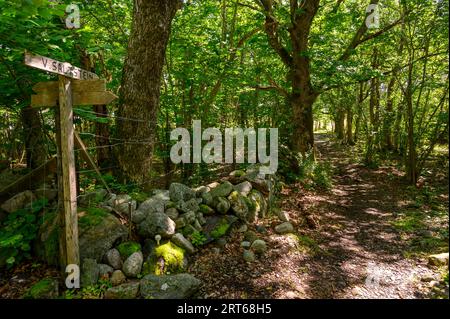 Un panneau en bois avec signe pointant vers West Saltstein à côté d'un sentier dans la forêt de chênes sur l'île de Jomfruland, un parc national. Telemark, Norvège. Banque D'Images