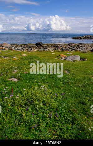 Vue en perspective basse de la partie nord de l'île de Jomfruland avec herbe, plage rocheuse et mer sur une journée ensoleillée d'été. Telemark, Norvège. Banque D'Images