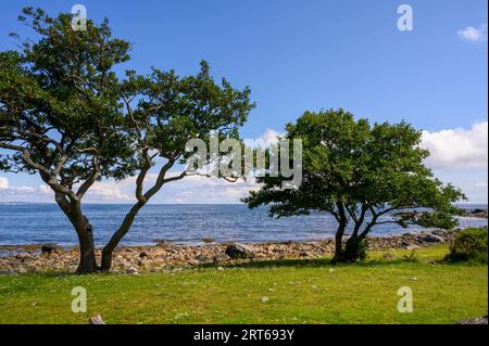 Aulnes noirs rongés et balayés par le vent, exposés aux éléments sur la plage rocheuse de l'île de Jomfruland, Telemark, Norvège. Banque D'Images