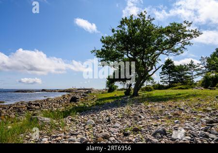 Aulnes noirs rongés et balayés par le vent, exposés aux éléments sur la plage rocheuse de l'île de Jomfruland, Telemark, Norvège. Banque D'Images