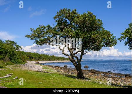 Aulnes noirs rongés et balayés par le vent, exposés aux éléments sur la plage rocheuse de l'île de Jomfruland, Telemark, Norvège. Banque D'Images