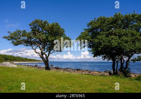 Aulnes noirs rongés et balayés par le vent, exposés aux éléments sur la plage rocheuse de l'île de Jomfruland, Telemark, Norvège. Banque D'Images