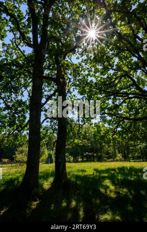 Le soleil rayonne à travers des branches de chênes avec des gens marchant au loin sur l'île de Jomfruland, Telemark, Norvège. Banque D'Images