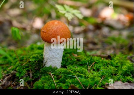 Un seul champignon de la bolète du chêne orange ou bolète du tremble (Leccinum albostipitatum) sur le sol forestier de l'île de Jomfruland, comté de Telemark, Norvège. Banque D'Images