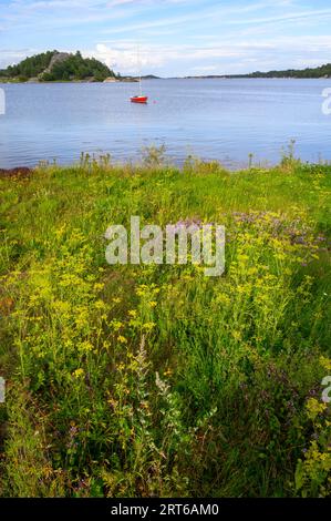 Fleurs sauvages et herbes hautes au premier plan avec un voilier rouge amarré dans la baie et des îles en arrière-plan sur l'île de Skatoy, Telemark, Norvège. Banque D'Images