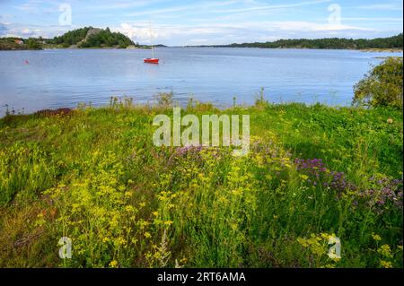 Fleurs sauvages et herbes hautes au premier plan avec un voilier rouge amarré dans la baie et des îles en arrière-plan sur l'île de Skatoy, Telemark, Norvège. Banque D'Images