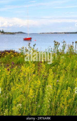 Fleurs sauvages et herbes hautes au premier plan avec un voilier rouge amarré dans la baie et des îles en arrière-plan sur l'île de Skatoy, Telemark, Norvège. Banque D'Images