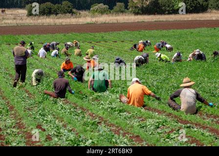 Les ouvriers agricoles occasionnels désherbent à la main des rangées de carottes cultivées de manière biologique près de Sassafras, en Tasmanie Banque D'Images