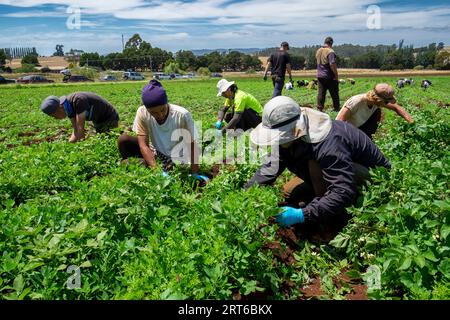 Les ouvriers agricoles occasionnels désherbent à la main des rangées de carottes cultivées de manière biologique près de Sassafras, en Tasmanie Banque D'Images