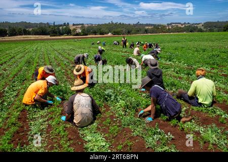 Les ouvriers agricoles occasionnels désherbent à la main des rangées de carottes cultivées de manière biologique près de Sassafras, en Tasmanie Banque D'Images