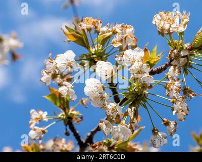 La magnificence d'un arbre Sakura en fleurs est dévoilée dans une macro-photo détaillée prise d'un point de vue bas, soulignant sa beauté fascinante Banque D'Images