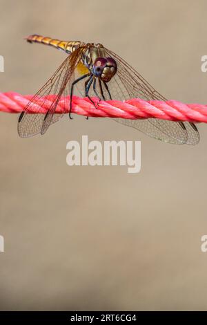 Trithemis annulata, Violet Dropwing, avec espace de copie et un fond naturel en mode portrait Banque D'Images