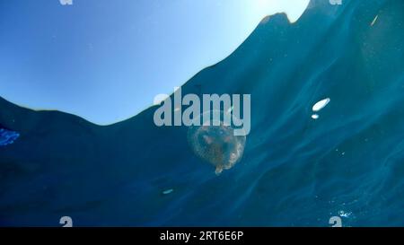 Une méduse tout en nageant librement dans le cristal clair de la côte illuminé par les rayons du soleil sous l'eau tout en plongeant dans la mer méditerranée cinque te Banque D'Images