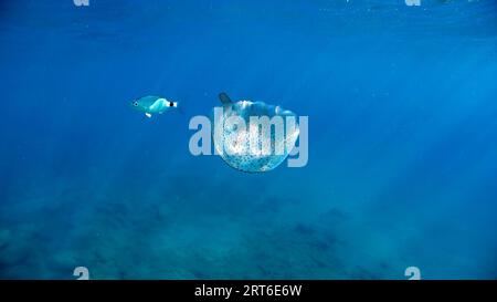 Une méduse tout en nageant librement dans le cristal clair de la côte illuminé par les rayons du soleil sous l'eau tout en plongeant dans la mer méditerranée cinque te Banque D'Images