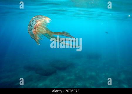 Une méduse tout en nageant librement dans le cristal clair de la côte illuminé par les rayons du soleil sous l'eau tout en plongeant dans la mer méditerranée cinque te Banque D'Images