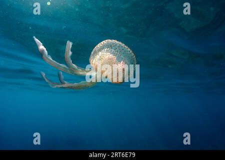 Une méduse tout en nageant librement dans le cristal clair de la côte illuminé par les rayons du soleil sous l'eau tout en plongeant dans la mer méditerranée cinque te Banque D'Images