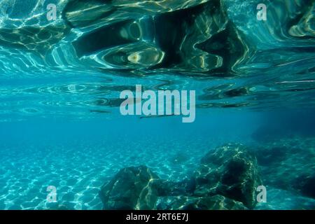 Une garfish aguglia poisson nageant librement dans le cristal clair de la côte illuminé par les rayons du soleil sous l'eau tout en plongeant dans la mer méditerranée cinq Banque D'Images