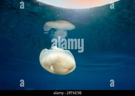 Une méduse tout en nageant librement dans le cristal clair de la côte illuminé par les rayons du soleil sous l'eau tout en plongeant dans la mer méditerranée cinque te Banque D'Images