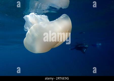 Une méduse tout en nageant librement dans le cristal clair de la côte illuminé par les rayons du soleil sous l'eau tout en plongeant dans la mer méditerranée cinque te Banque D'Images