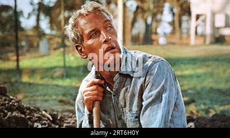 COOL HAND LUKE 1967 Warner Bros/Seven Arts film avec Paul Newman Banque D'Images